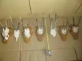 Рога - ловни трофеи 7 броя, снимка 6