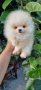 Померан померанче, снимка 8