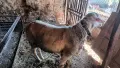 коч Лакон с лоши навици, снимка 3