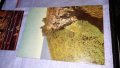 ЛОТ 4 РЕДКИ СТАРИ ПОЩЕНСКИ КАРТИЧКИ ТЕМА ДИВА ПРИРОДА ФЛОРА ПАМЕТНИК СССР 33417, снимка 3