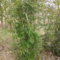 Бамбук Черен  (Phyllostachys nigra), снимка 5 - Стайни растения - 34128329