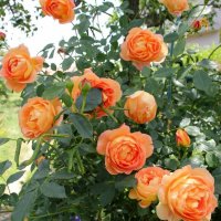 Роза 54, снимка 4 - Градински цветя и растения - 41828015