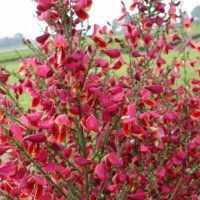 Цитисус-(Cytisus killiney red), снимка 3 - Градински цветя и растения - 39927557