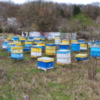 Продавам пчелни семейства , снимка 2 - За пчели - 44810122