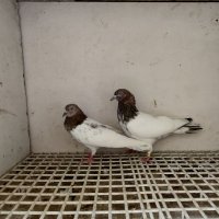  Пакистански гълъби , снимка 4 - Гълъби - 41985610