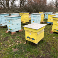 Продавам пчелни семейства с многокорпусен кошери, снимка 10 - За пчели - 44828345