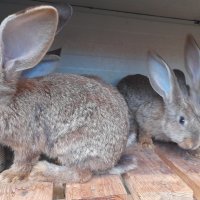 продаваме зайци домашни, снимка 3 - Други - 41483097