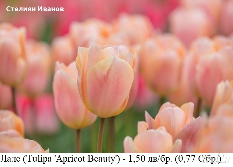 Лале (Tulipa 'Apricot Beauty') – луковици, снимка 1
