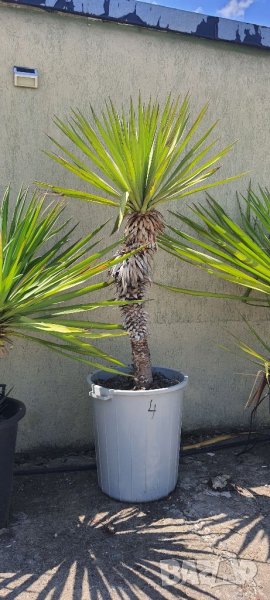 Юка #4 студоустойчива,висока140см.,над 15 годишна, снимка 1