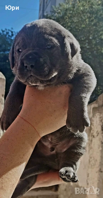 Кане корсо свободно момиче , снимка 1