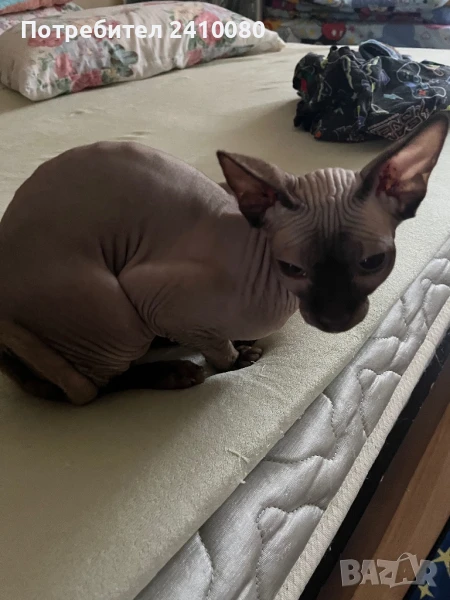 Котка Сфинкс, снимка 1