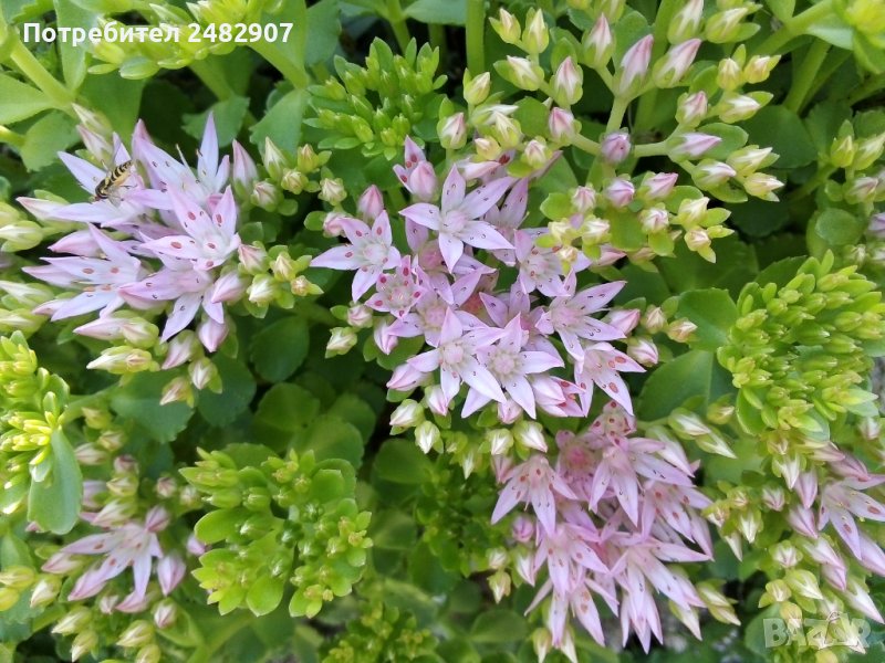 Седум - корен, снимка 1