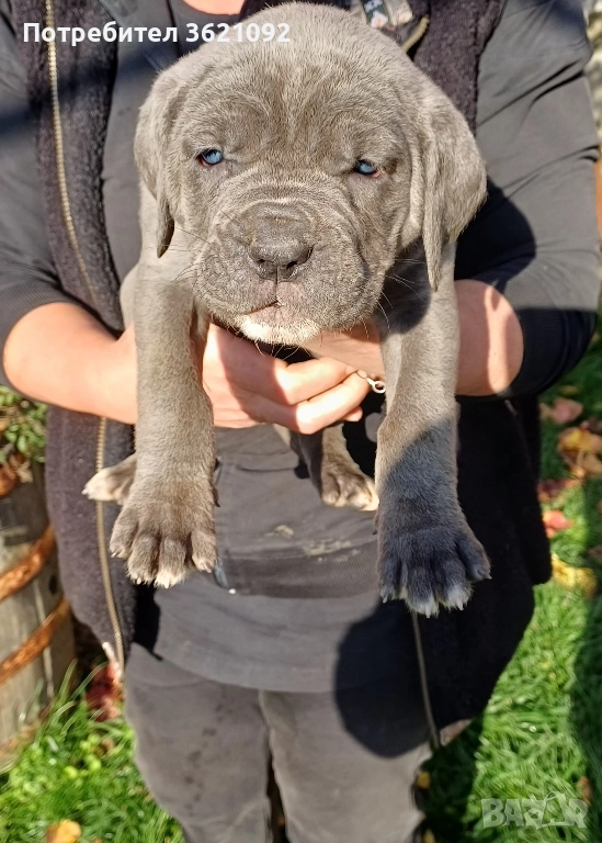 кане корсо , снимка 1