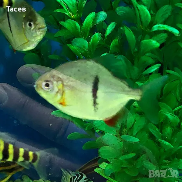 Милеус 7см, снимка 1