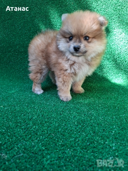 Продавам померан, снимка 1