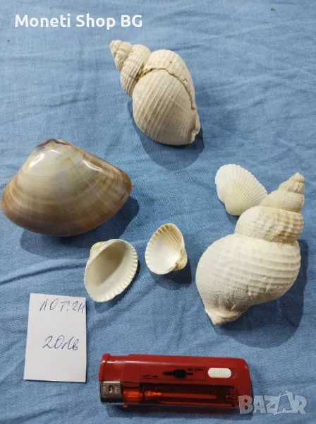 Океански дарове., снимка 1