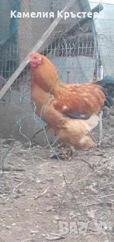 Петли Брама, снимка 2 - Кокошки и пуйки - 49295122