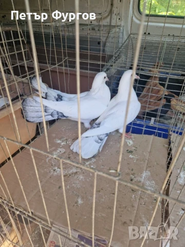 Продавам   бемкалии  , снимка 1