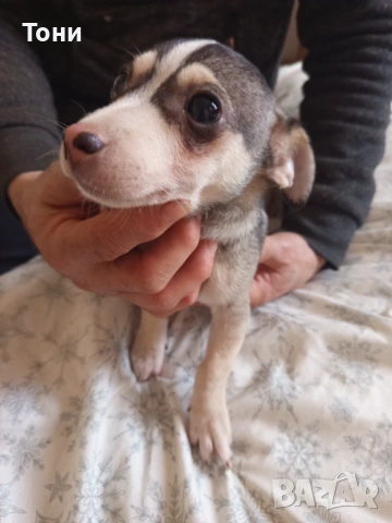 Чихуахуа Женско, снимка 2 - Чихуахуа - 53582398