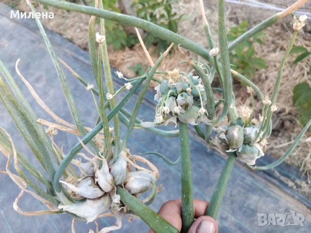 Вечен лук, многоетажен лук, въздушен лук, живораждащ лук , снимка 16 - Градински цветя и растения - 45035276