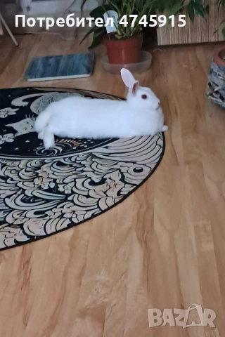 Подарявам декоративно зайче 