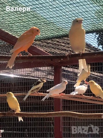 продавам канарчета , снимка 7 - Канари - 41999893