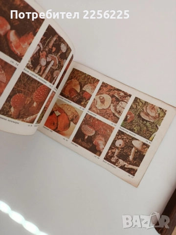 ЛОТ Гъбарство, снимка 2 - Специализирана литература - 51794307