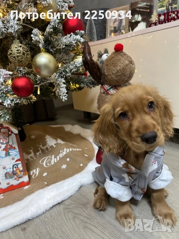 Кокер шпаньол - женско кученце на почти 4 месеца, снимка 2 - Кокер шпаньол - 53121737