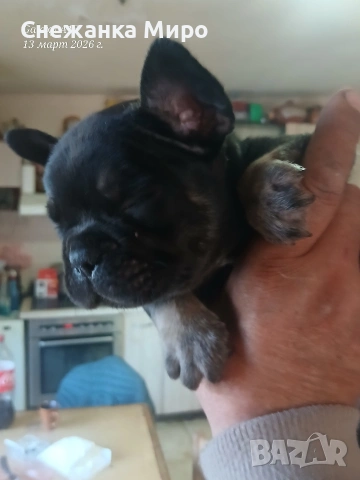 френски булдог. , снимка 6 - Френски булдог - 53830931