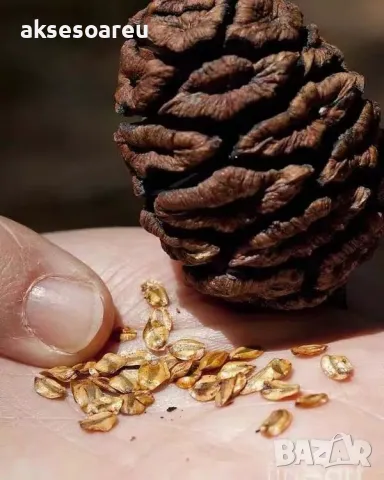 Нови качествени 15 семена от гигантска секвоя мамутово дърво sequoiadendron giganteum за декорация, снимка 16 - Сортови семена и луковици - 50223094