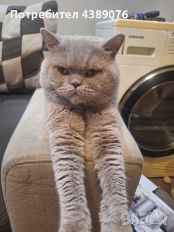 Чистокръвен лилав британец за разплод., снимка 3 - Британска късокосместа - 53074578