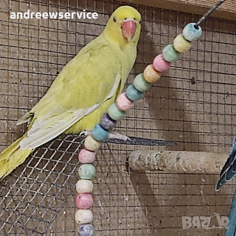 Малък Александър , снимка 3 - Папагали - 52032673