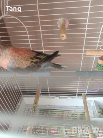 Буркова неофема , снимка 8 - Папагали - 53692104