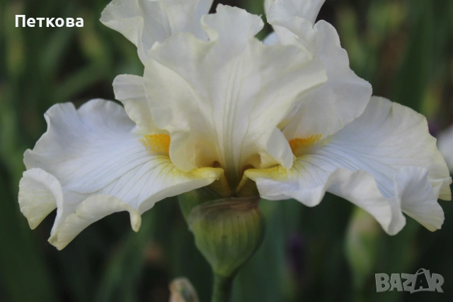 Сортови ириси , снимка 11 - Градински цветя и растения - 53399502