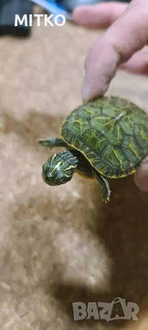 Водна декоративна костенурка, снимка 3 - Костенурки - 53156047