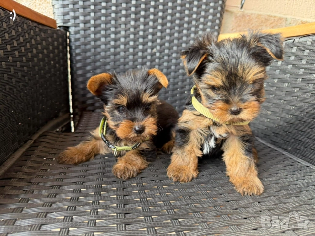 Мини Йоркширски териер Актуално от 4.1.2026, снимка 2 - Йоркширски териер - 52971772