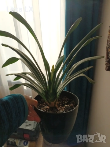 жълта Кливия, снимка 4 - Стайни растения - 53844781