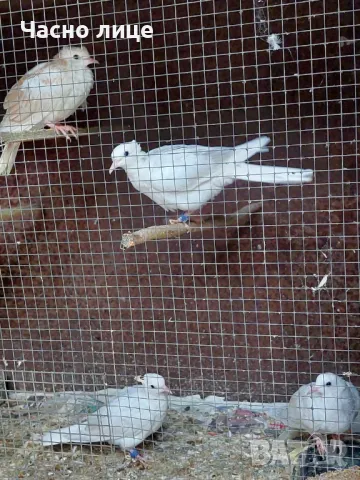 Качулати гугутки , снимка 3 - Гълъби - 47582908