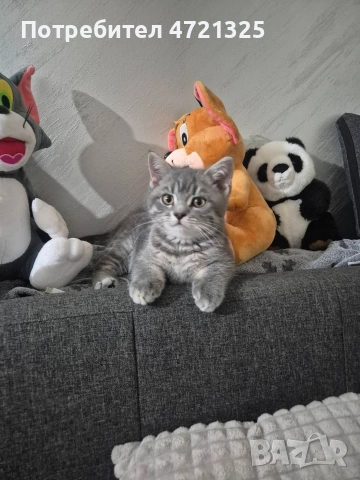 Британско таби. , снимка 7 - Британска късокосместа - 53250363