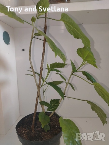 Хибискуси/китайски рози с едри кичести цветове, снимка 7 - Стайни растения - 52044964