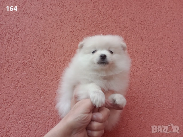Мъжки Померан. Реални снимки от 01.02.26 г. , снимка 3 - Немски шпиц - 53307548