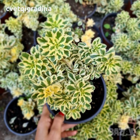 Sedum takesimense Atlantis(Седум Атлантис), снимка 3 - Градински цветя и растения - 41607585
