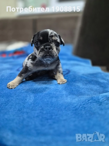френски булдог, снимка 2 - Френски булдог - 52645925