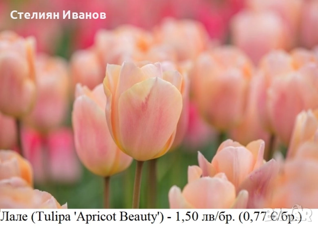 Лале (Tulipa 'Apricot Beauty') – луковици