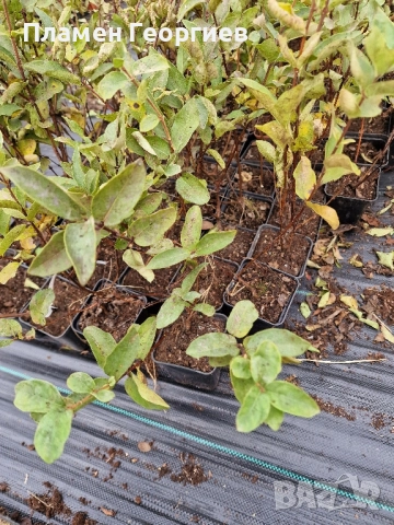 Лоницера Камчатика Войтек - Майска боровинка , снимка 3 - Градински цветя и растения - 51916074