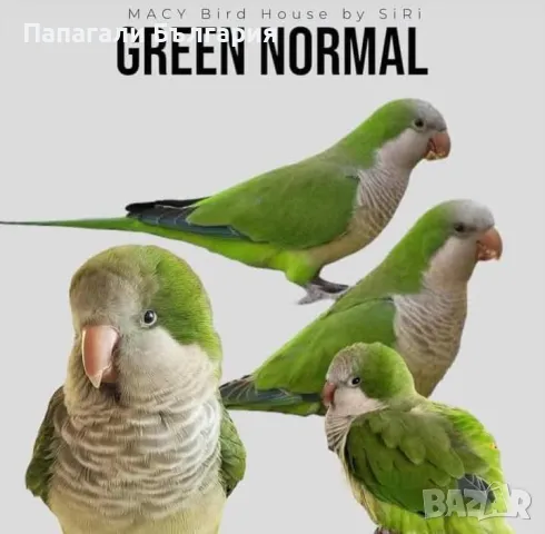 Чифт  Папагали Монах, снимка 13 - Папагали - 48699981