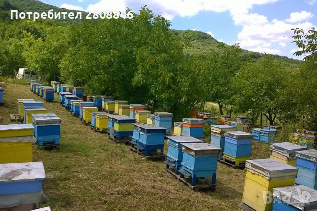 Чист домашен пчелен мед на едро, снимка 2 - Други услуги - 33929620