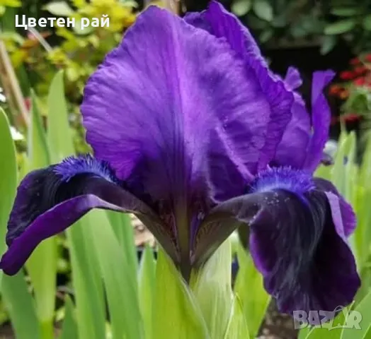 Ризоми на ириси, снимка 9 - Градински цветя и растения - 48481657