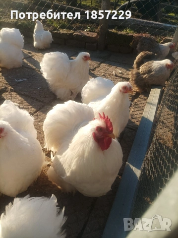 мини кохин кокошки , снимка 8 - други­ - 53816235