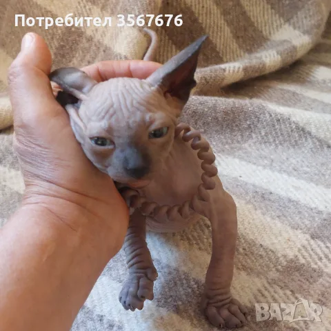 Чистокръвно коте сфинкс, снимка 9 - Сфинксове - 55976219
